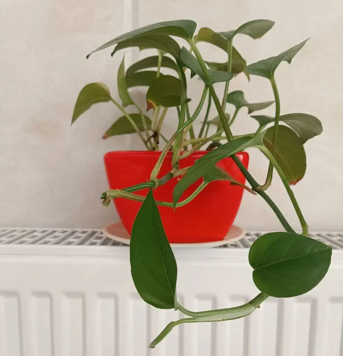 گل‌ طبیعی|گل و گیاه طبیعی|اردکان, |دیوار