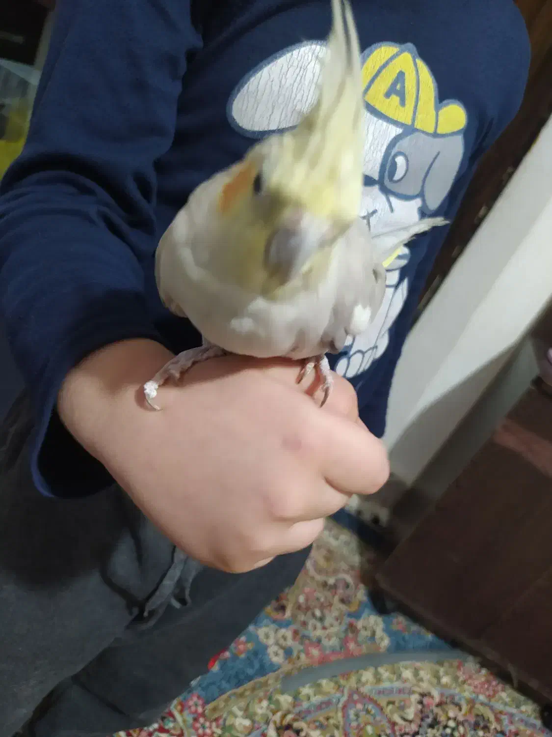 عروس هلندی دستی|پرنده|مشهد, خین عرب|دیوار