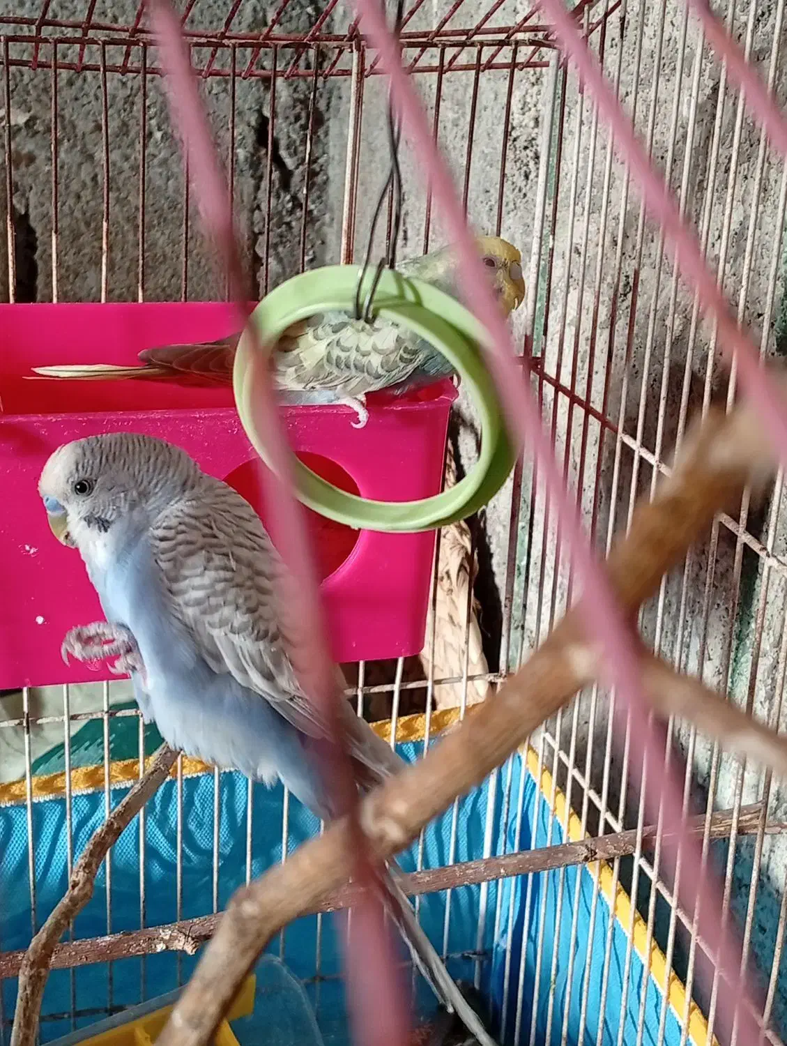 مرغ عشق|پرنده|کنارک, |دیوار