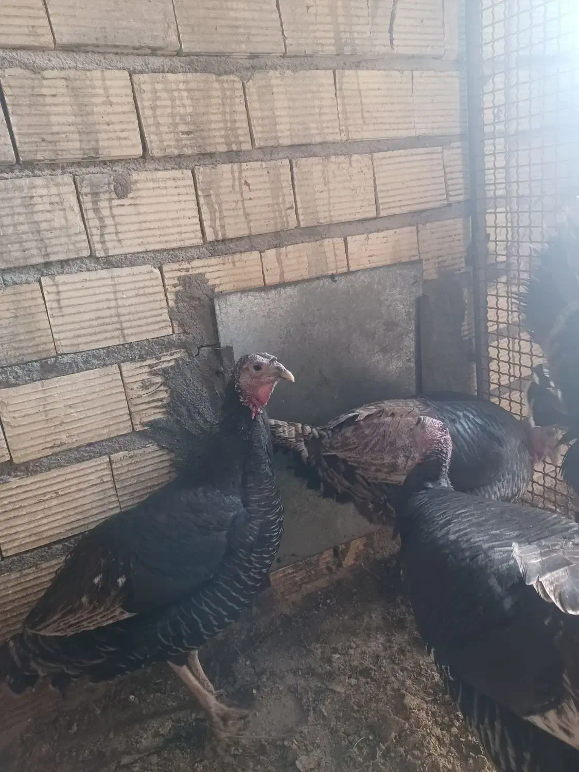 کود مرغی|خدمات باغبانی و درختکاری|رفسنجان, |دیوار