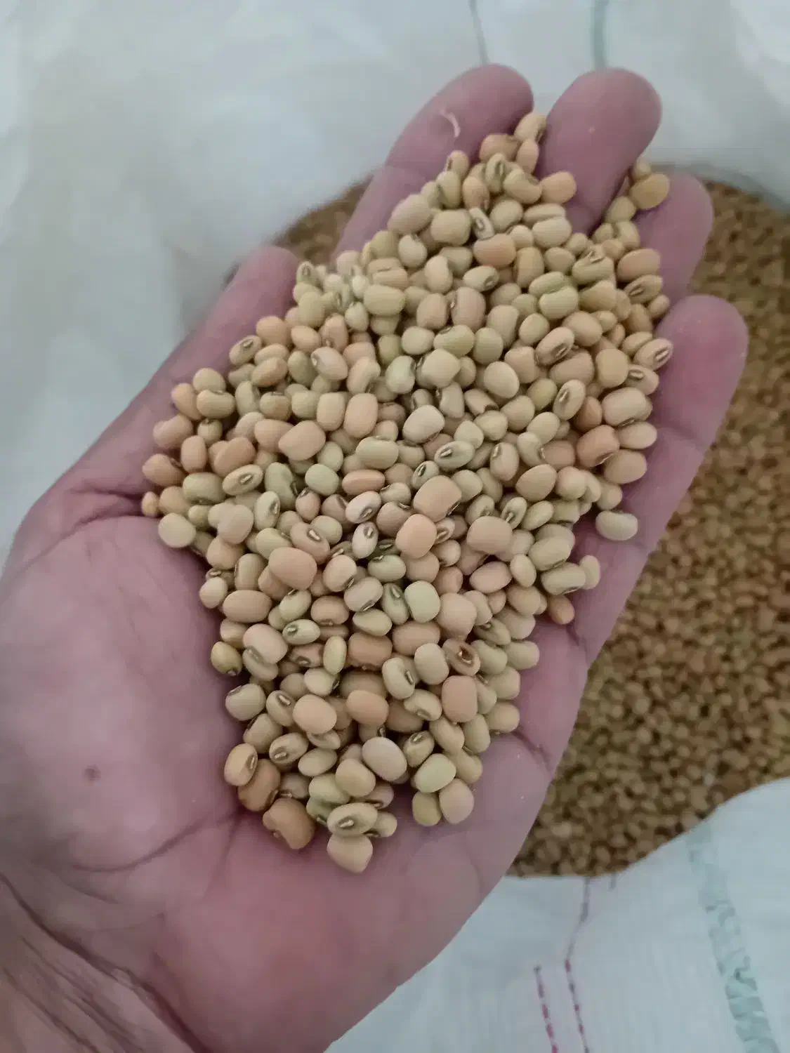 لوبیا آشی|عمده‌فروشی|پلدختر, |دیوار