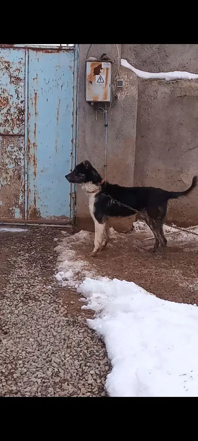 سگ نگهبان|سگ|شیرین‌سو, |دیوار