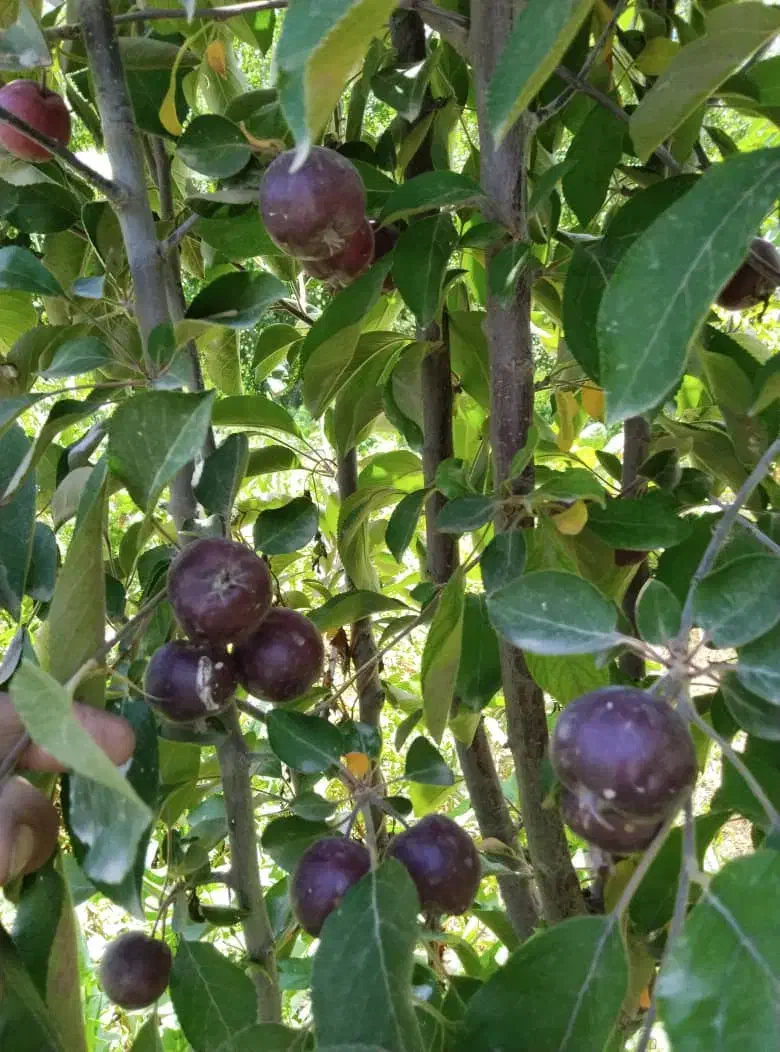 نهال اصفهان|گل و گیاه طبیعی|شاهینشهر, شهرک ردانی پور|دیوار