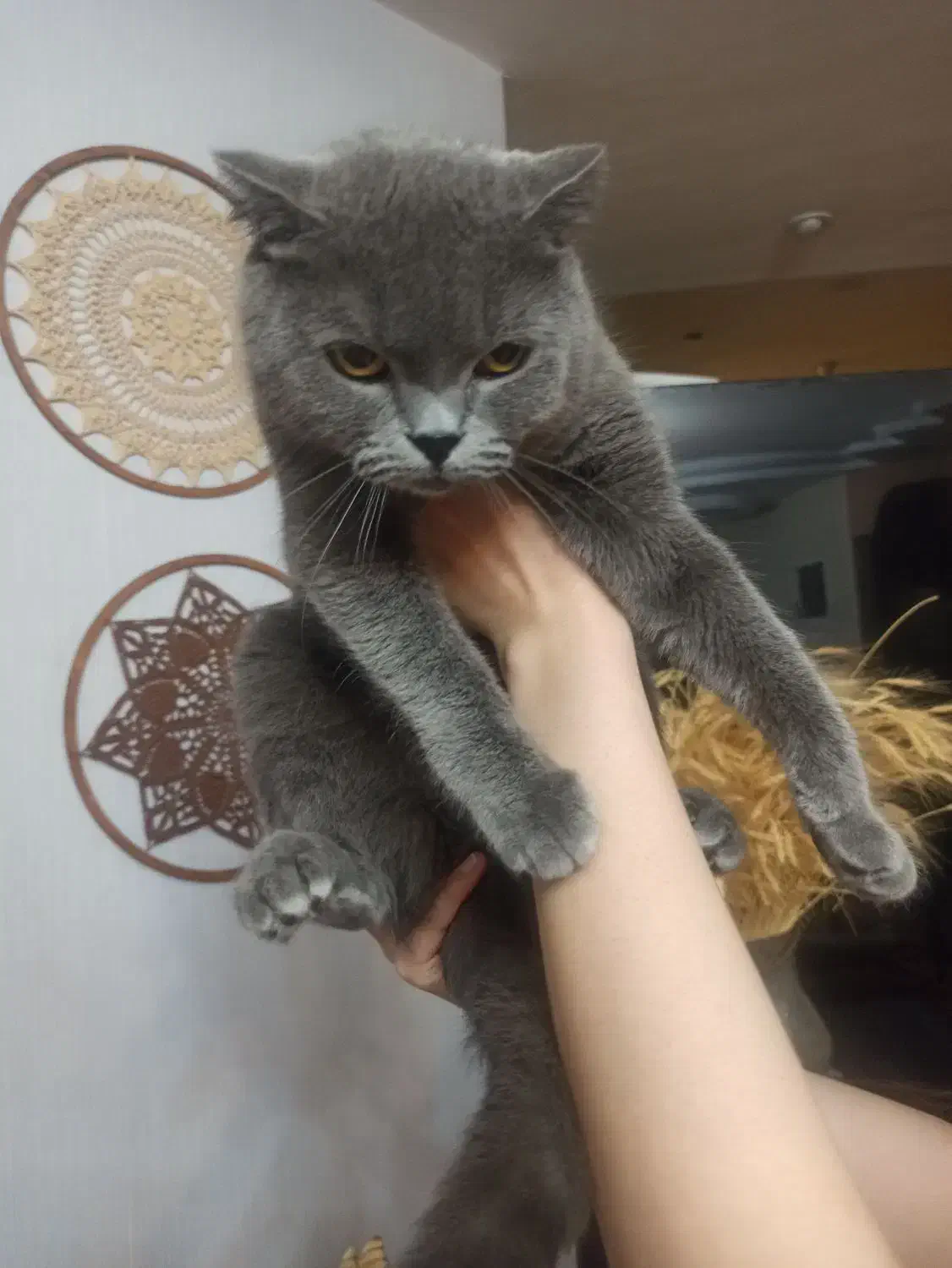 گربه اسکاتیش ماده|گربه|کرج, گلشهر|دیوار