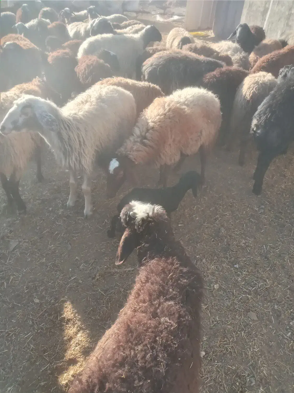 چوپان|حیوانات مزرعه|قزوین, |دیوار