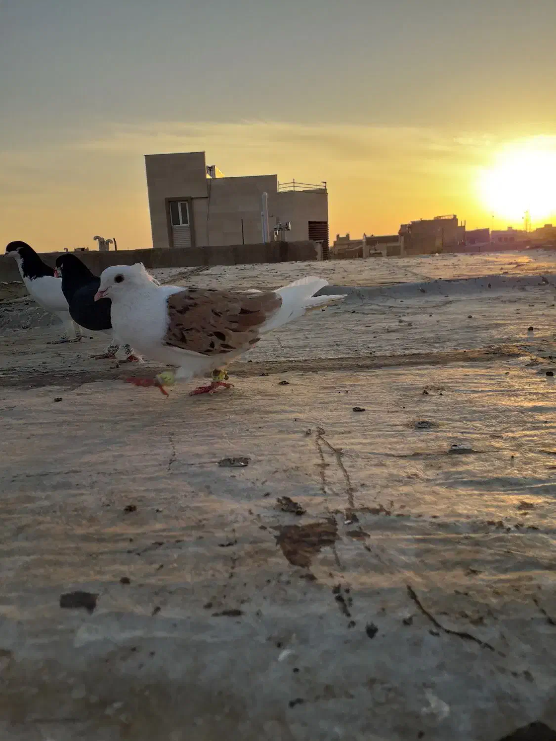 پشت دار نر|پرنده|تاکستان, |دیوار