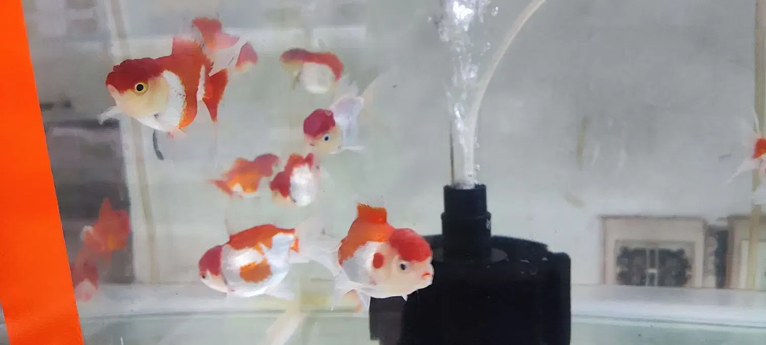 بار جدید ماهی رسید|ماهی|بیرجند, |دیوار