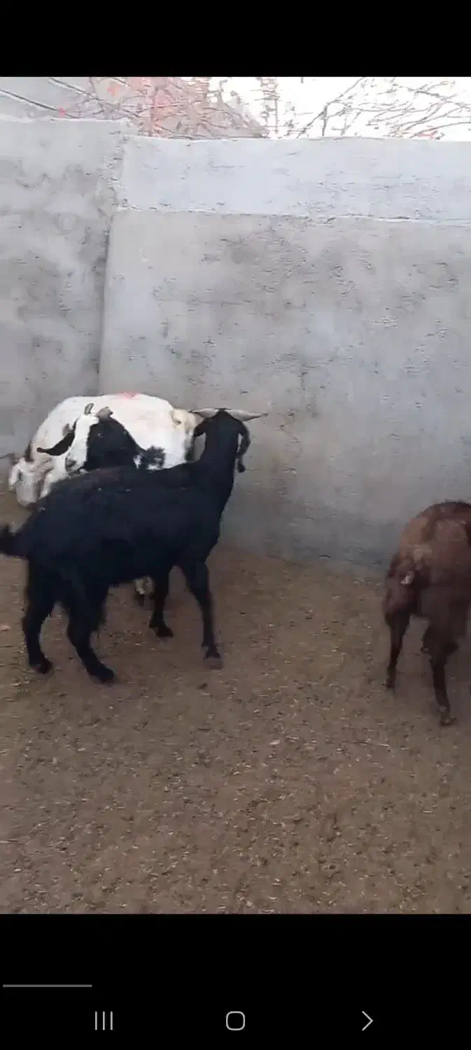 ۴ راس بز|حیوانات مزرعه|شاهرود, |دیوار