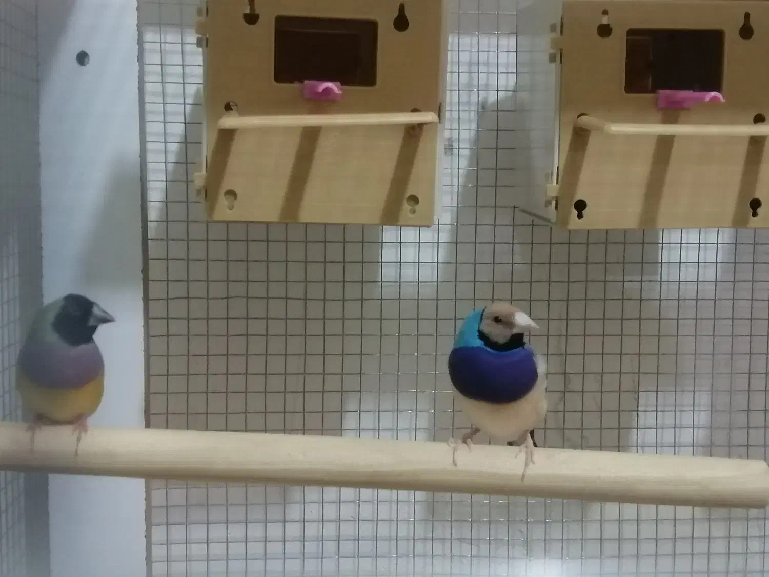 فنج آبی گلدین|پرنده|ارومیه, |دیوار