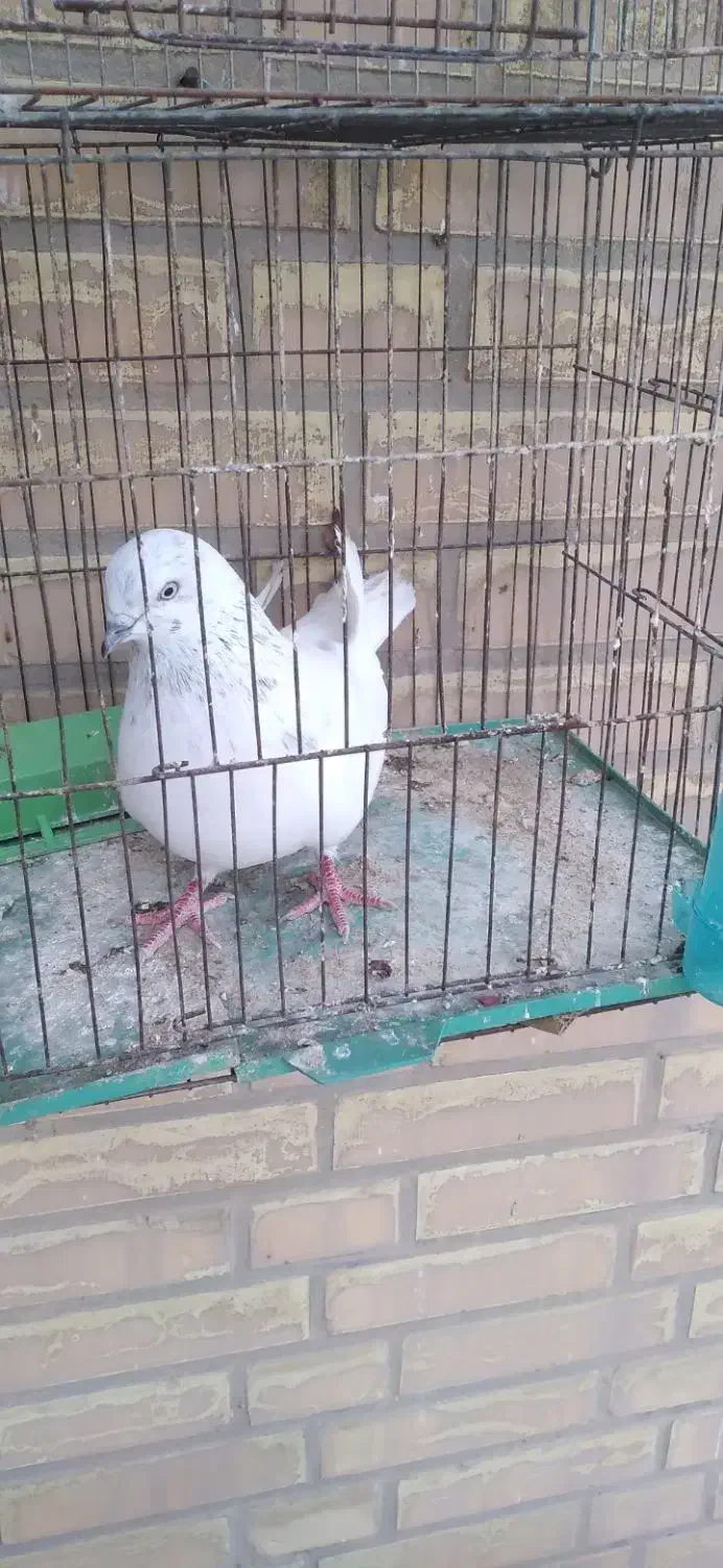 کبوتر|پرنده|رامهرمز, |دیوار