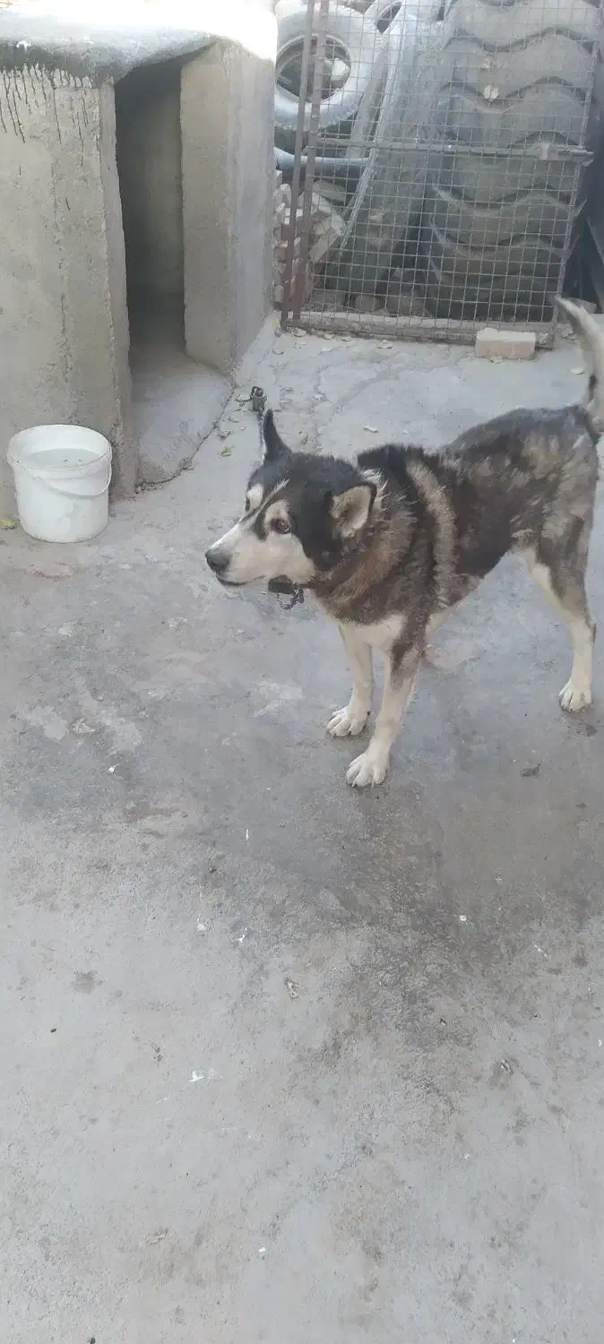 واگذاری سگ هاسکی نر|سگ|اسلامشهر, بهرام آباد|دیوار