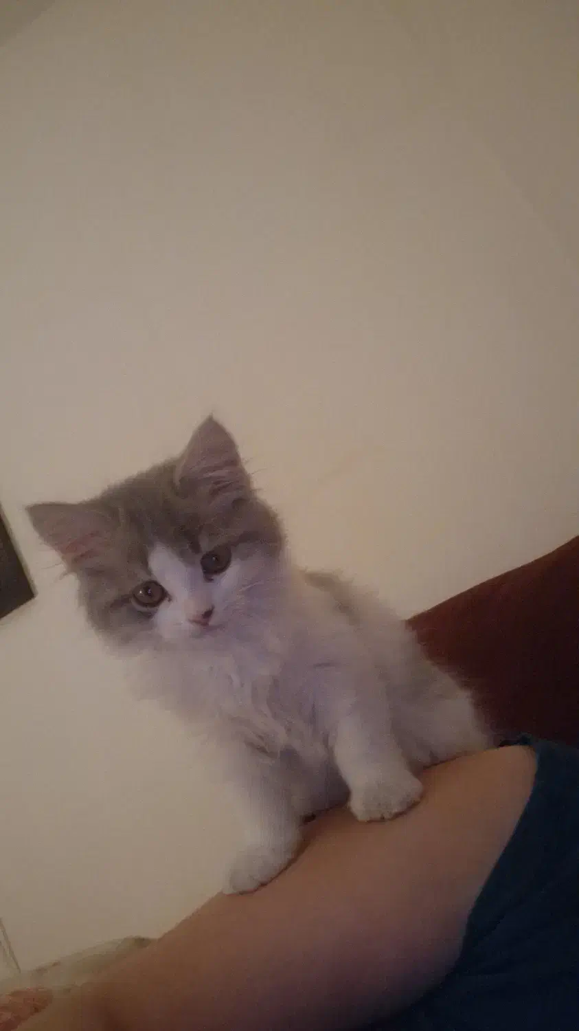 واگذاری گربه|گربه|ساری, |دیوار