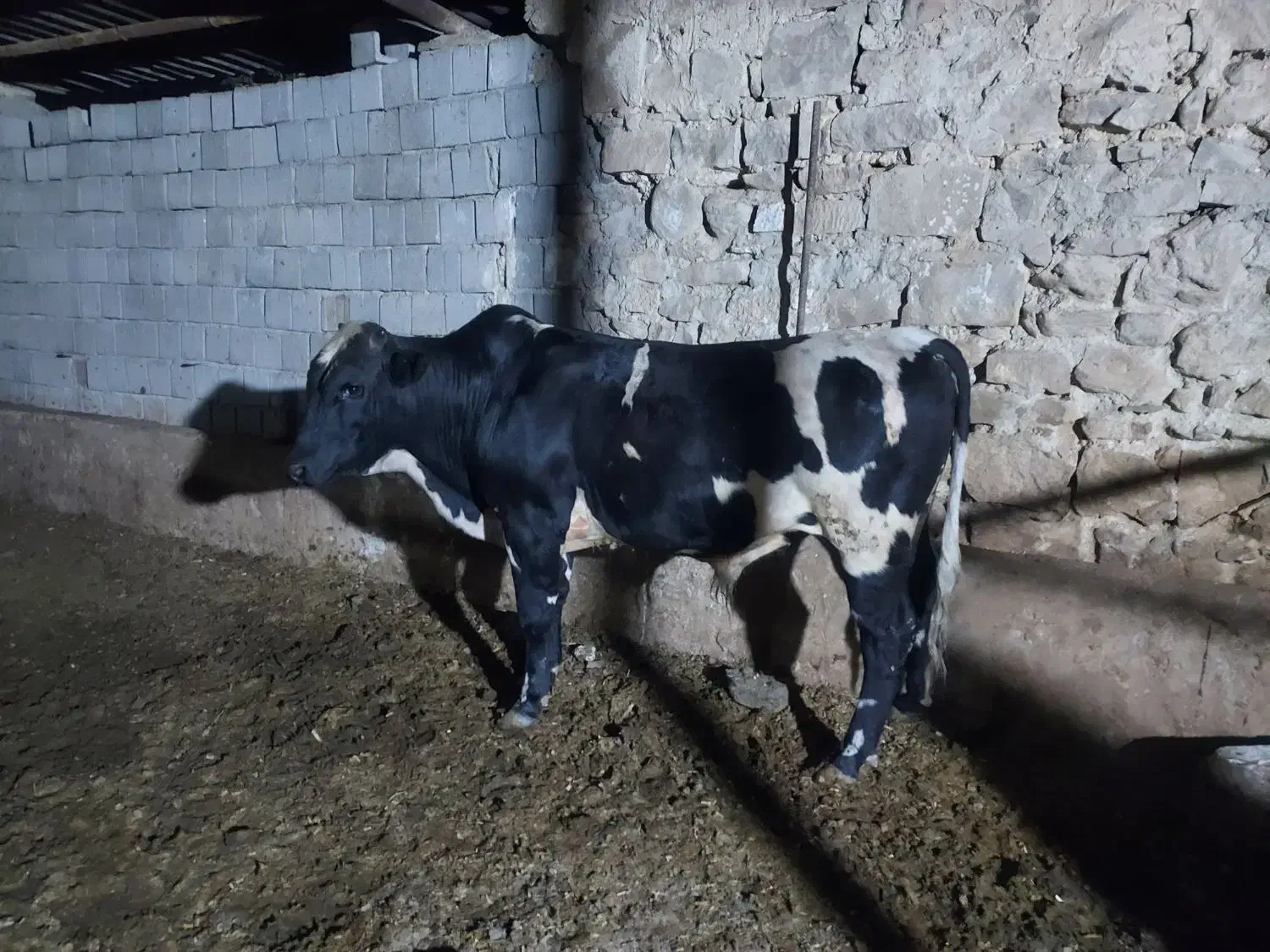 گوساله نر|حیوانات مزرعه|مسجد سلیمان, |دیوار