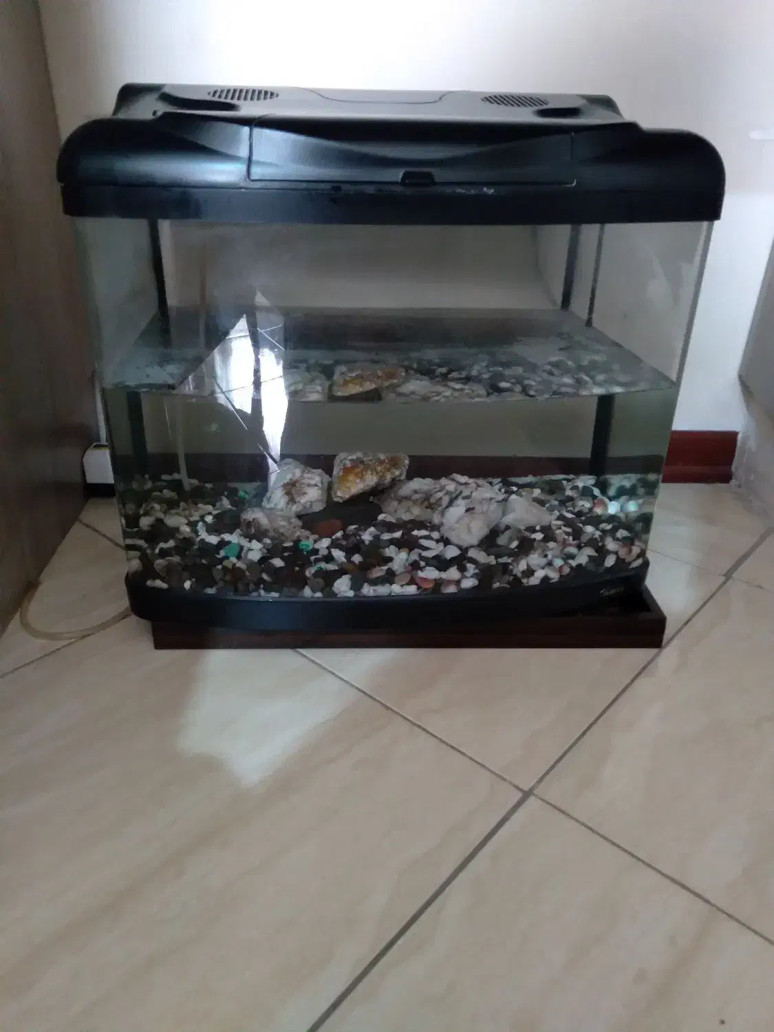 اکواریوم شیشه خم شرکتی|ماهی|مشهد, امیریه|دیوار