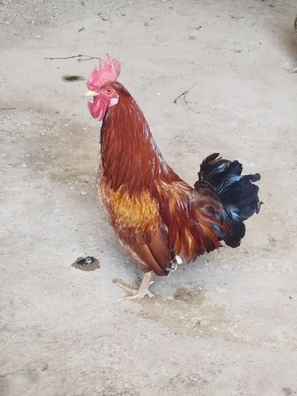 خروس|حیوانات مزرعه|خرم‌آباد, |دیوار