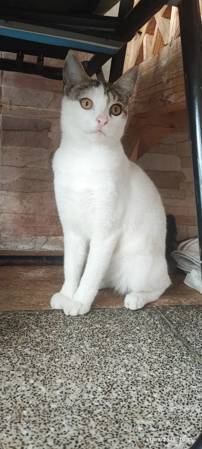 واگذاری گربه|گربه|سنگر, |دیوار