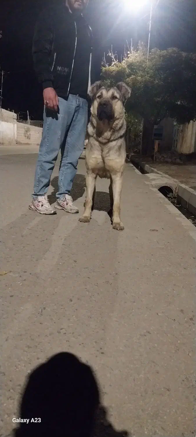 واگزاری سگ سرابی ۱۳ ماهه|سگ|اردبیل, |دیوار