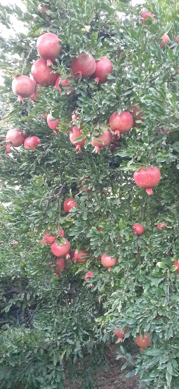انار|خوردنی و آشامیدنی|کوهنانی, |دیوار
