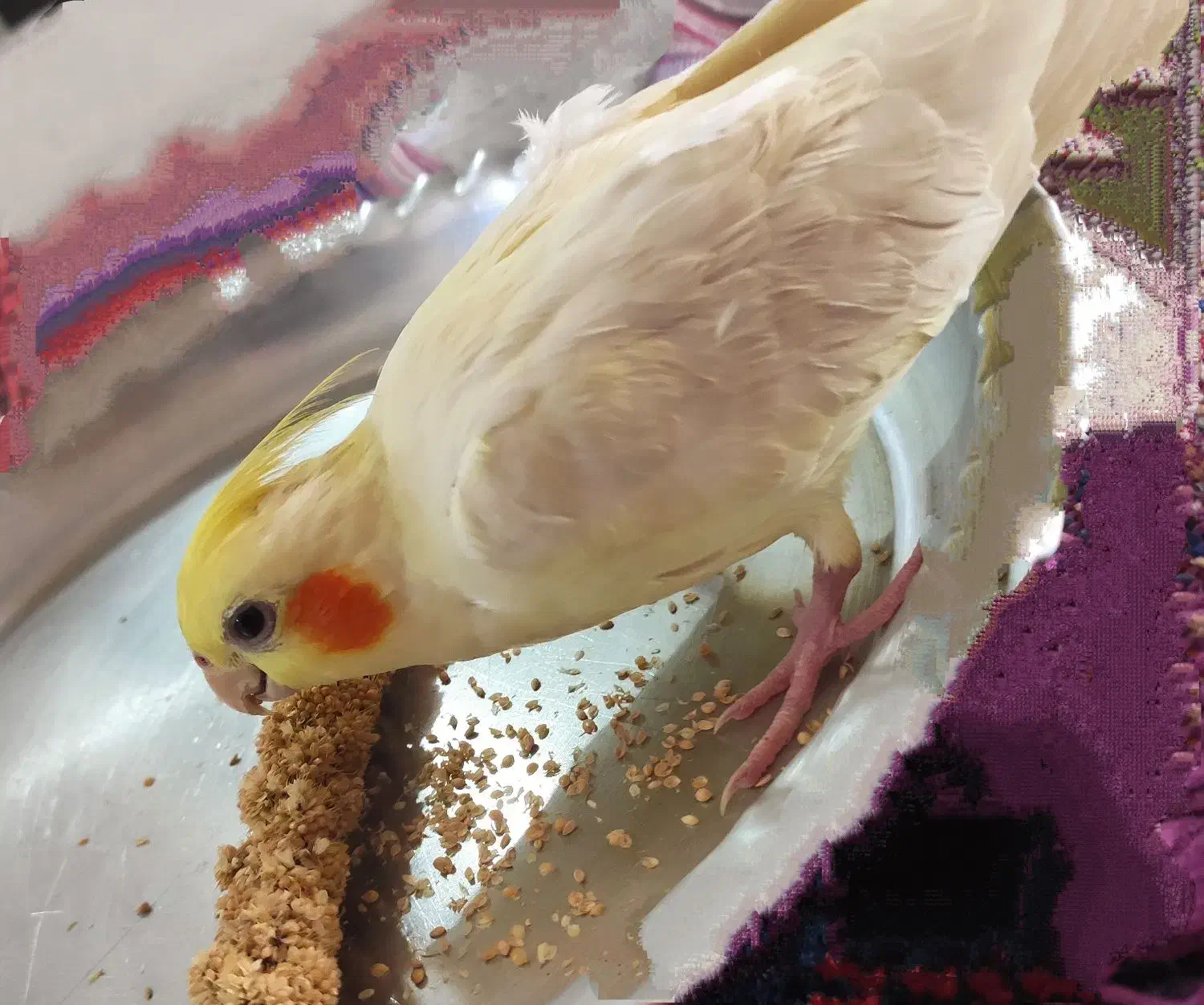 گمشده|حیوانات|همدان, |دیوار