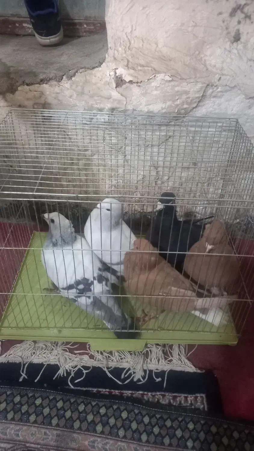 فروش کبوتر زرددم سفید|پرنده|زرند, |دیوار