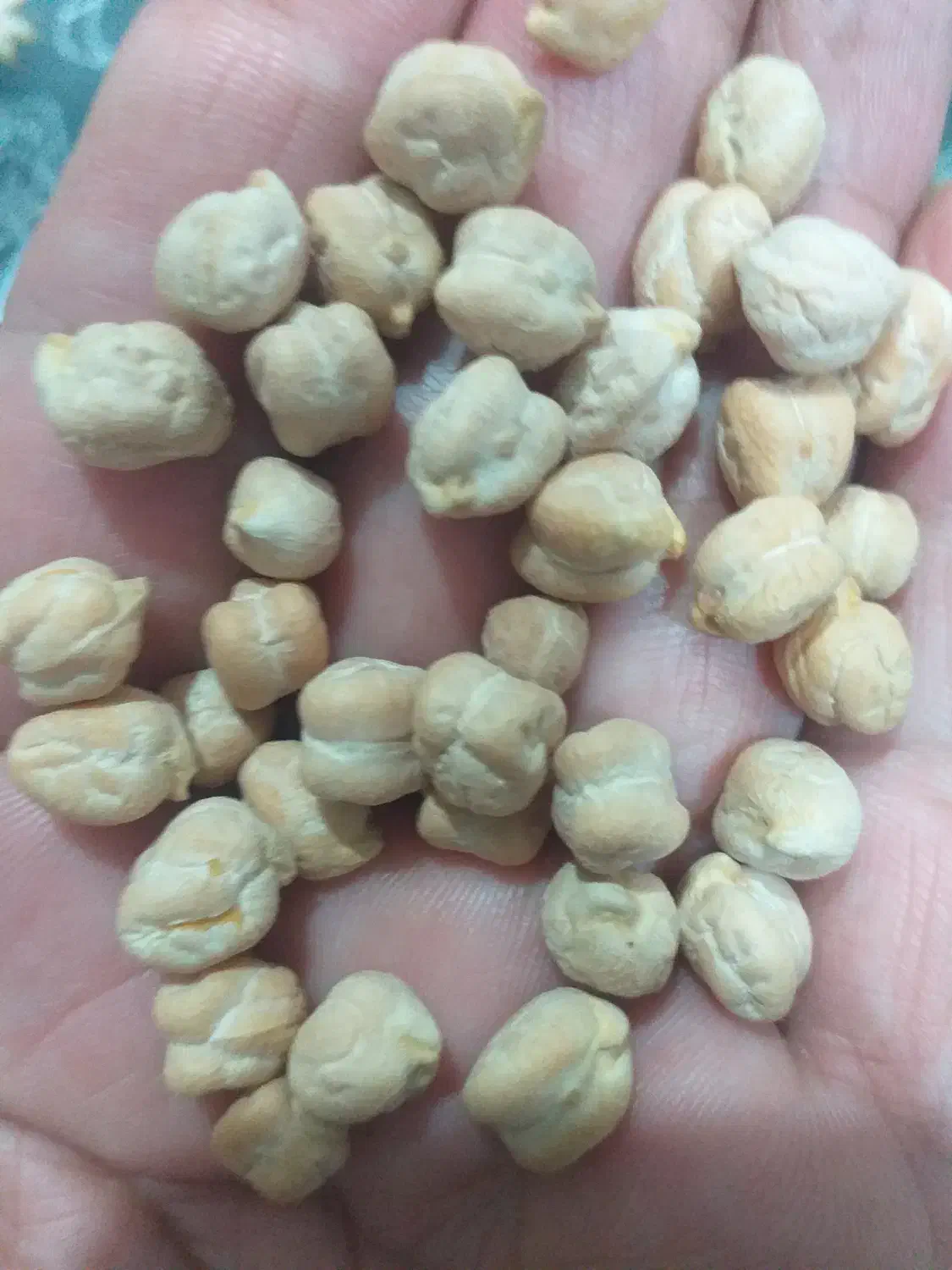 نخود کشت بهاره . بهترین کیفیت زود پز|خوردنی و آشامیدنی|گیلان غرب, |دیوار