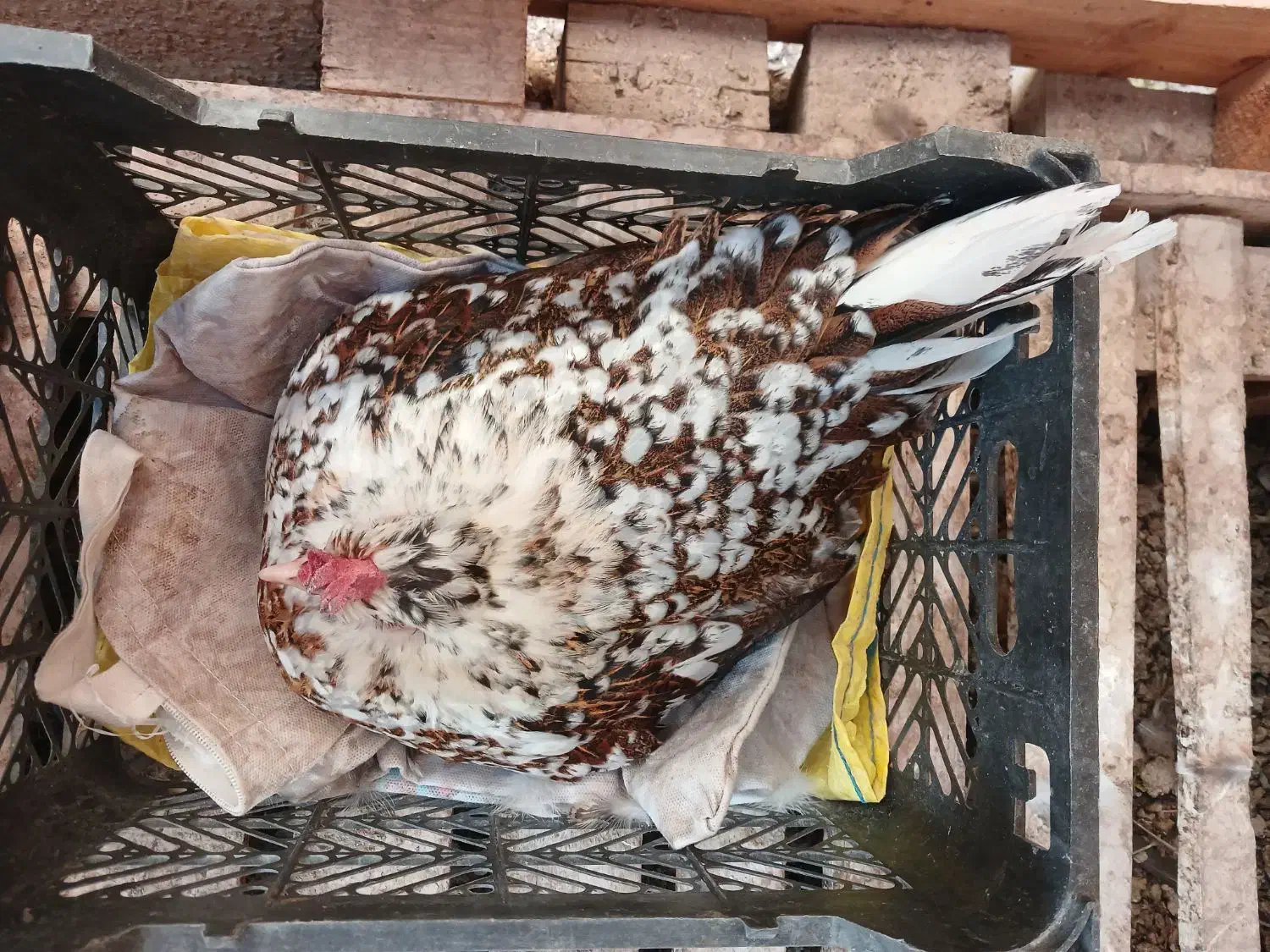 فروش مرغ کرچ گلین لری|حیوانات مزرعه|اصفهان, بهارستان|دیوار