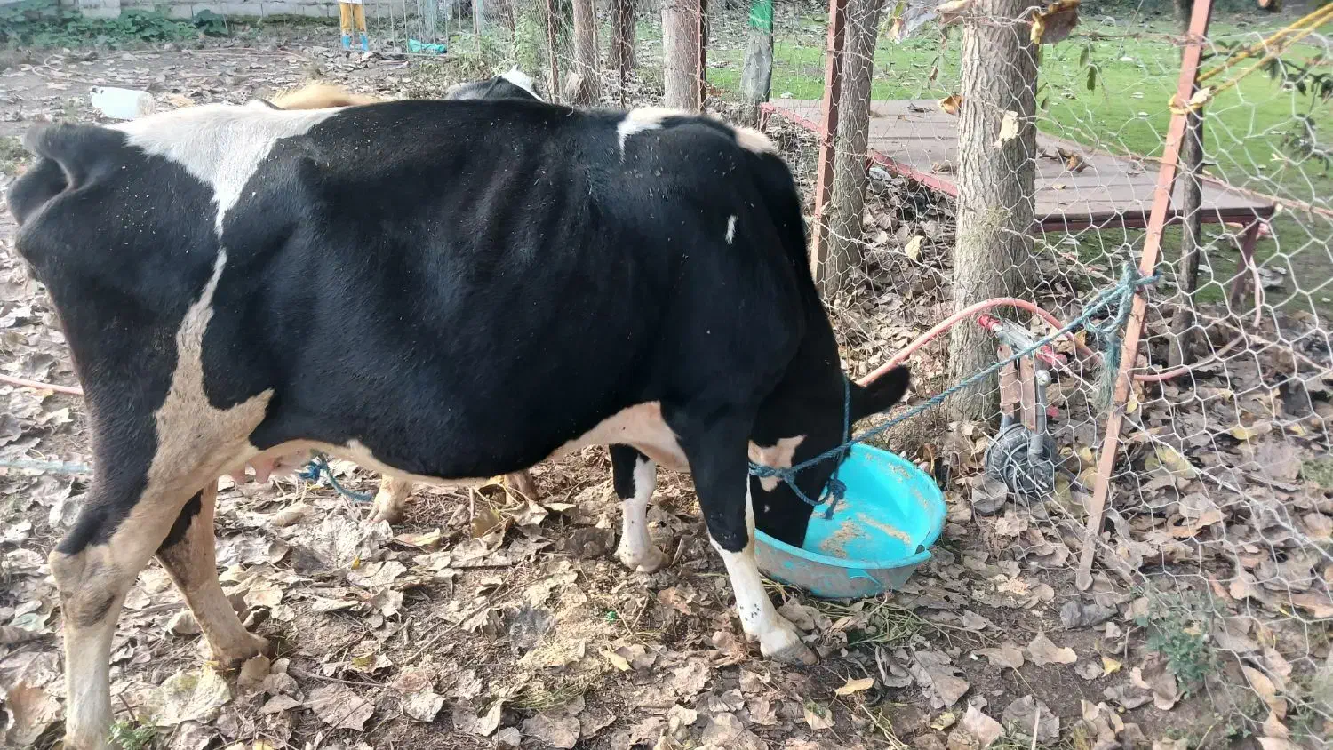 گاو شیری با گوساله نر|حیوانات مزرعه|شاندرمن, |دیوار