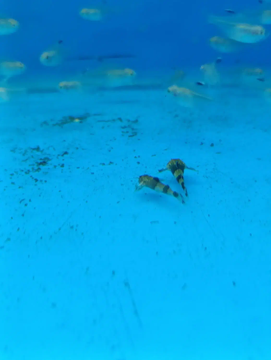 کت اکاسیس یه کت محبوب|ماهی|کرج, عظیمیه|دیوار