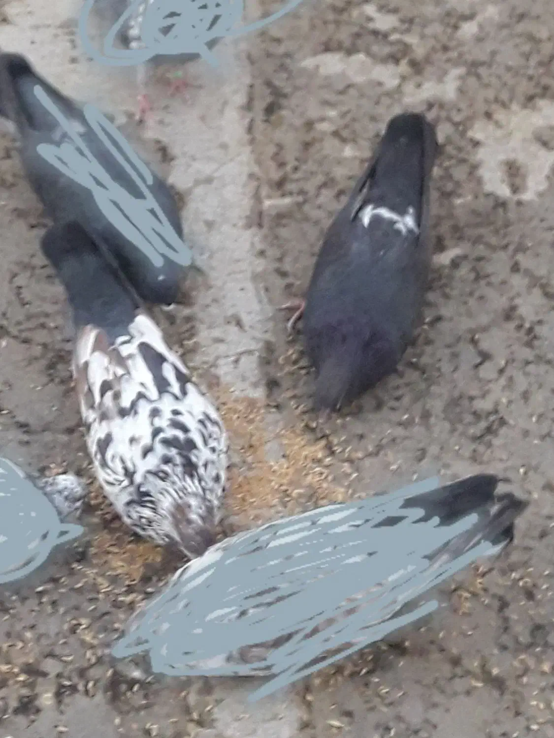 کفتر|پرنده|فردیس, شهرک شهید حسینی|دیوار