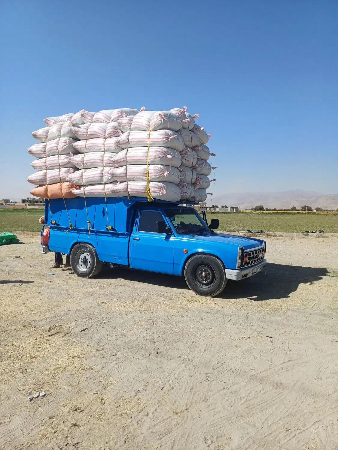 یونجه درجه یک|حیوانات مزرعه|فیروزآباد (فارس), |دیوار