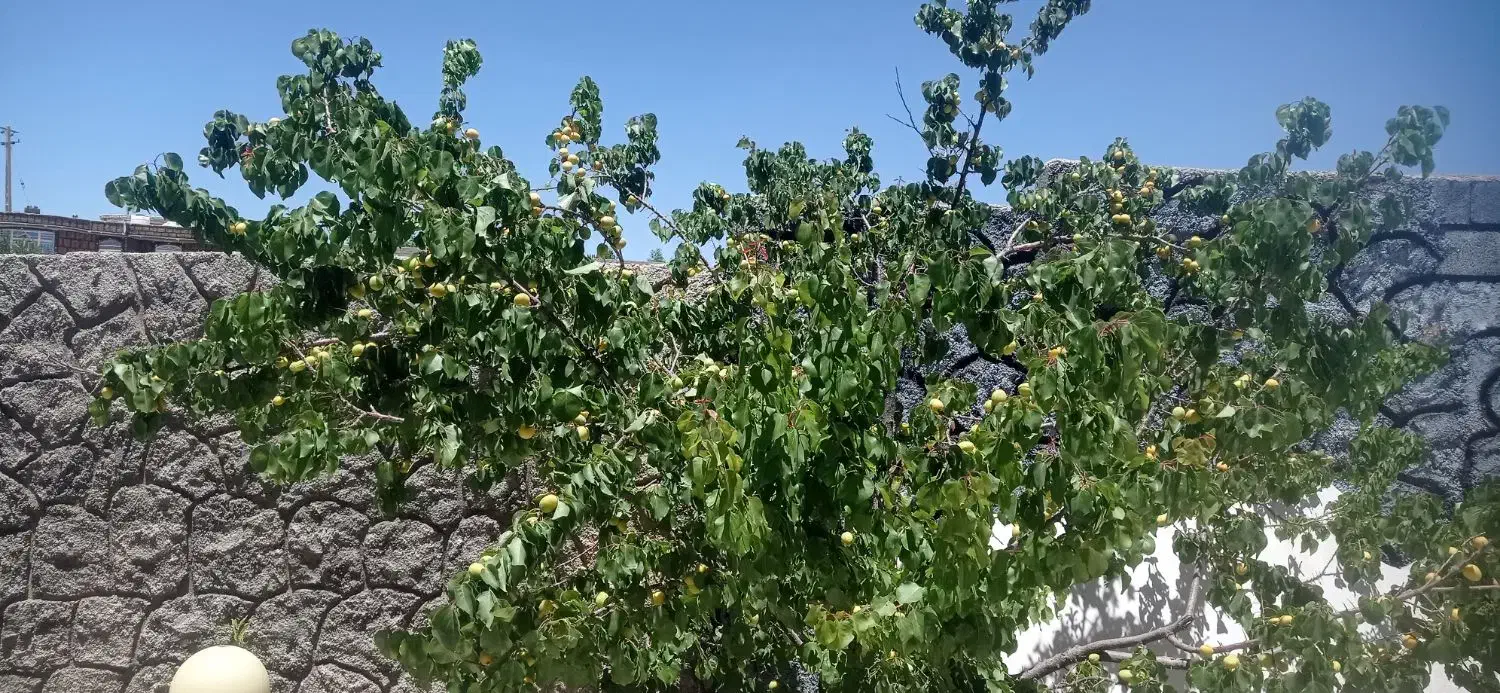 باغشهری|فروش زمین و ملک کلنگی|ارژن, |دیوار