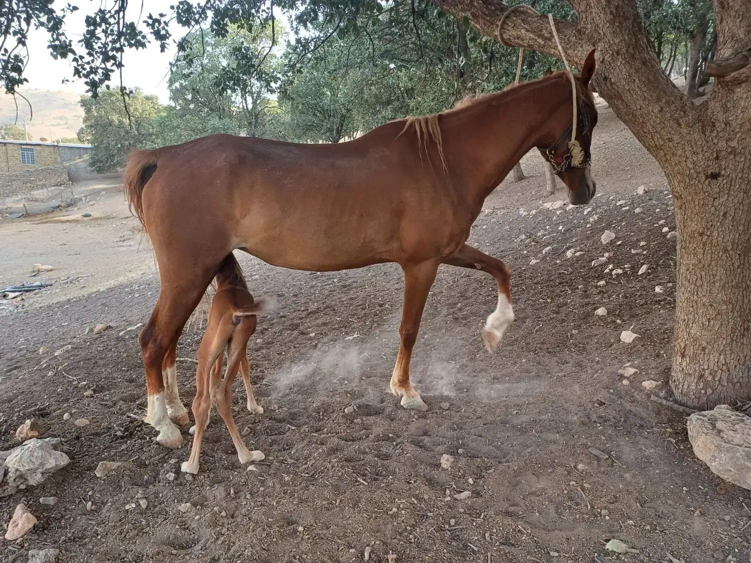 مادیان ۴ ساله با کره یک ماهه|اسب و تجهیزات اسبسواری|خرمآباد, |دیوار