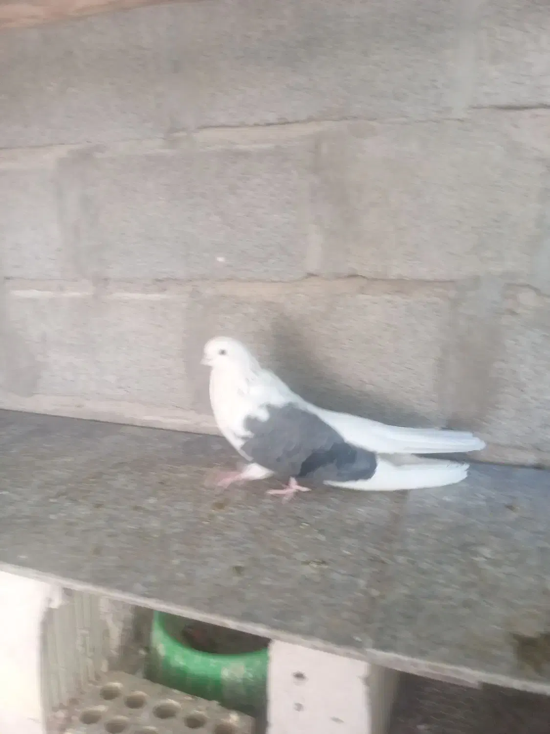 پشدار سبز بلند کشیده نر فروش|پرنده|جیرفت, |دیوار