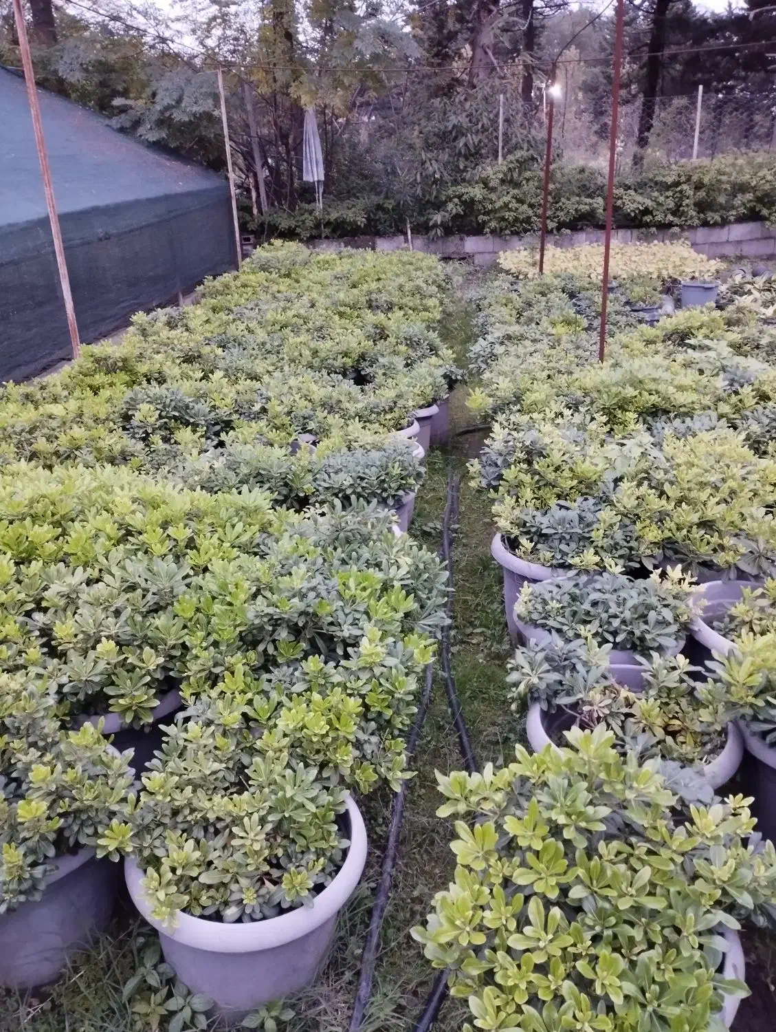 پیتسپروم وصال|گل و گیاه طبیعی|کلاچای, |دیوار