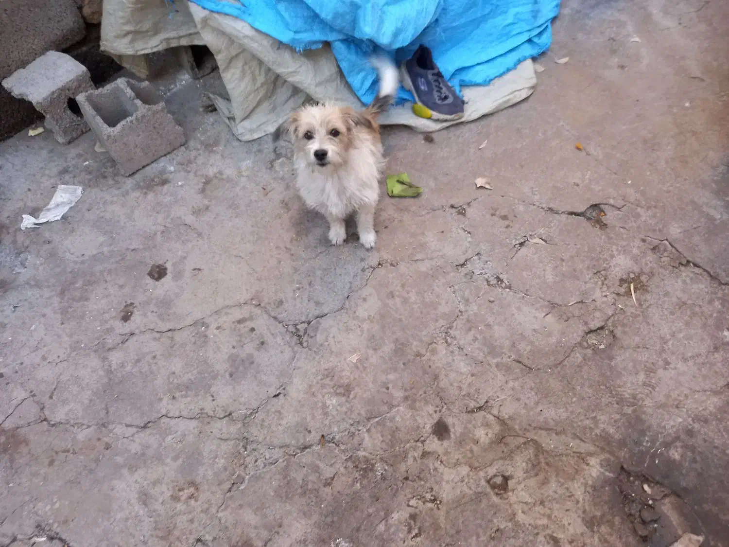 سگ با کوتاه|سگ|بم, |دیوار