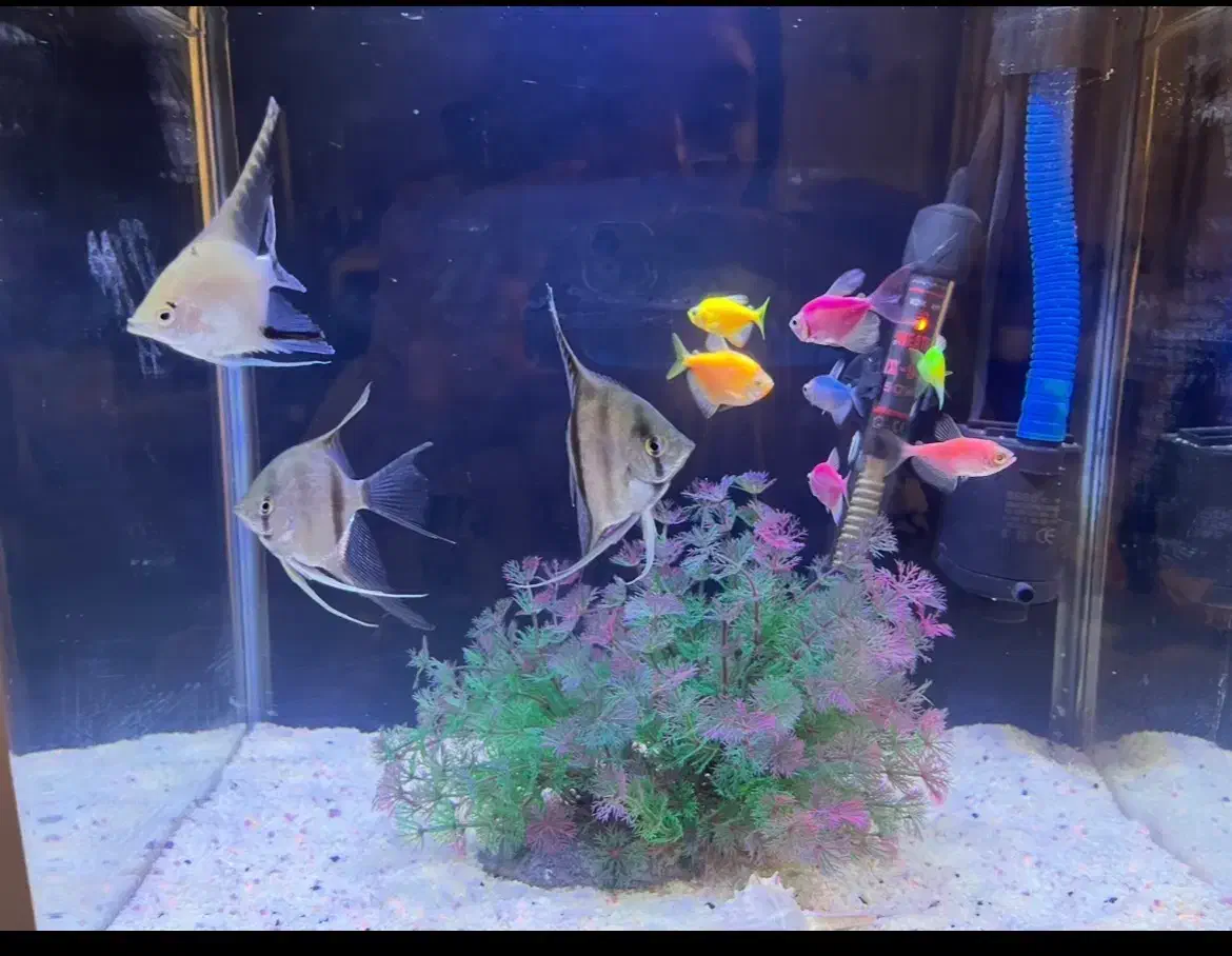 آکواریوم|ماهی|پردیس, فاز ۲|دیوار