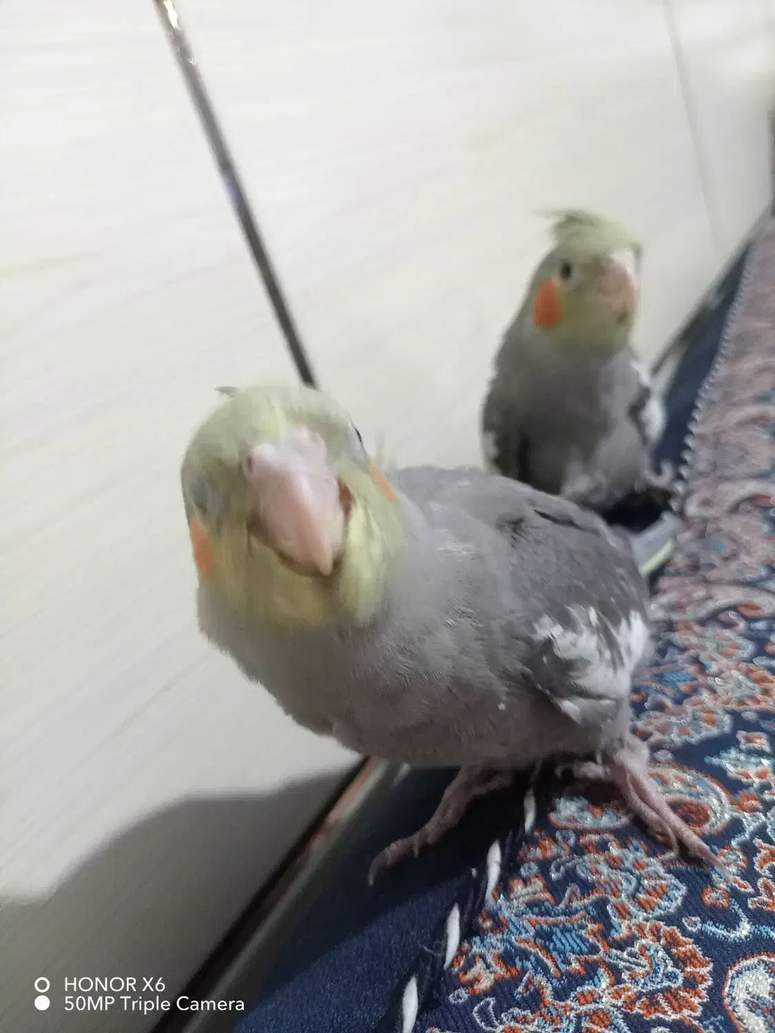 جوجه عروس هلندی|پرنده|کرمان, |دیوار