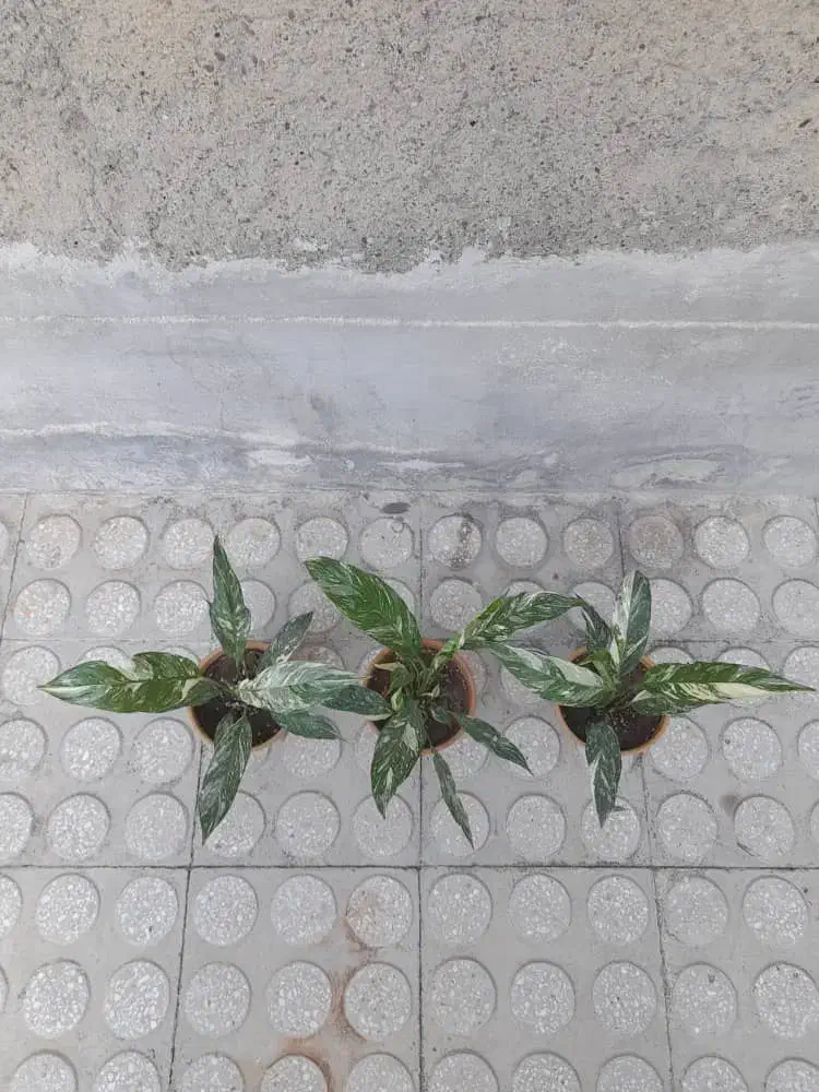 گل ابلق|گل و گیاه طبیعی|کرمانشاه, |دیوار