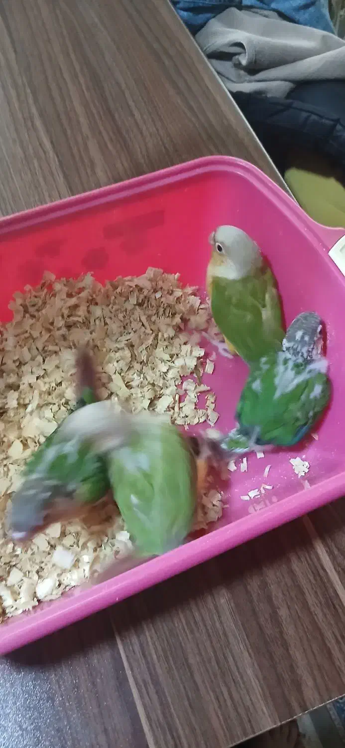 جوجه سرلاکی گرینچیک|پرنده|رباط‌کریم, رباط‌کریم|دیوار