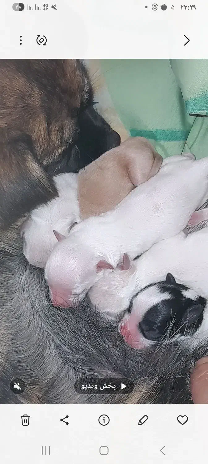 توله سگ پاکوتاه|سگ|بروجن, |دیوار