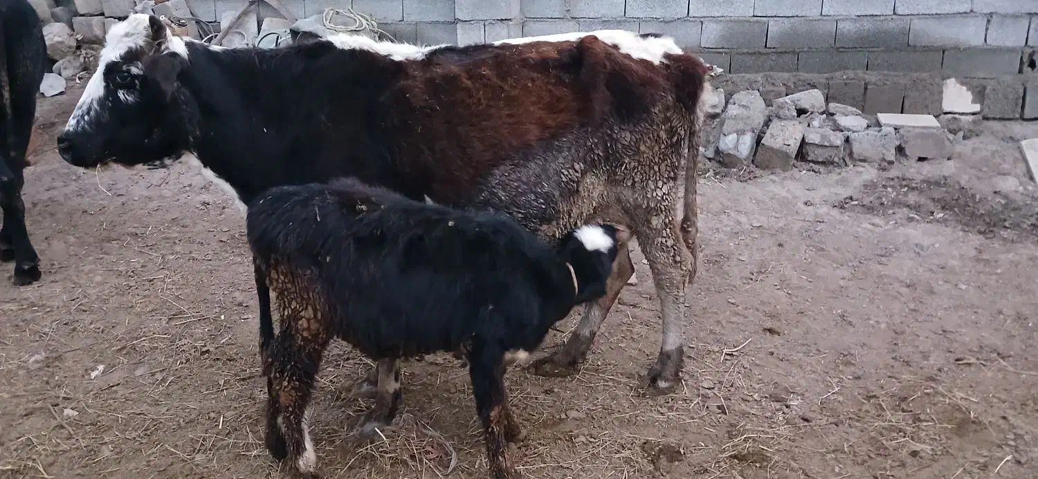 گاو با گوساله ماده|حیوانات مزرعه|پارسآباد, |دیوار