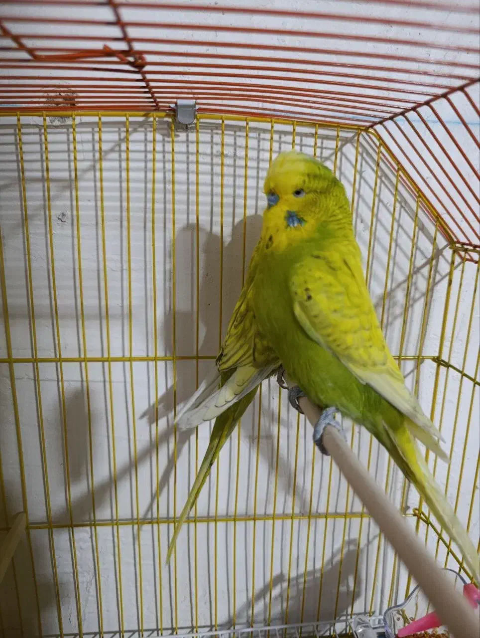 مرغ عشق انگلیسی (باجیگارد)|پرنده|دهلران, |دیوار