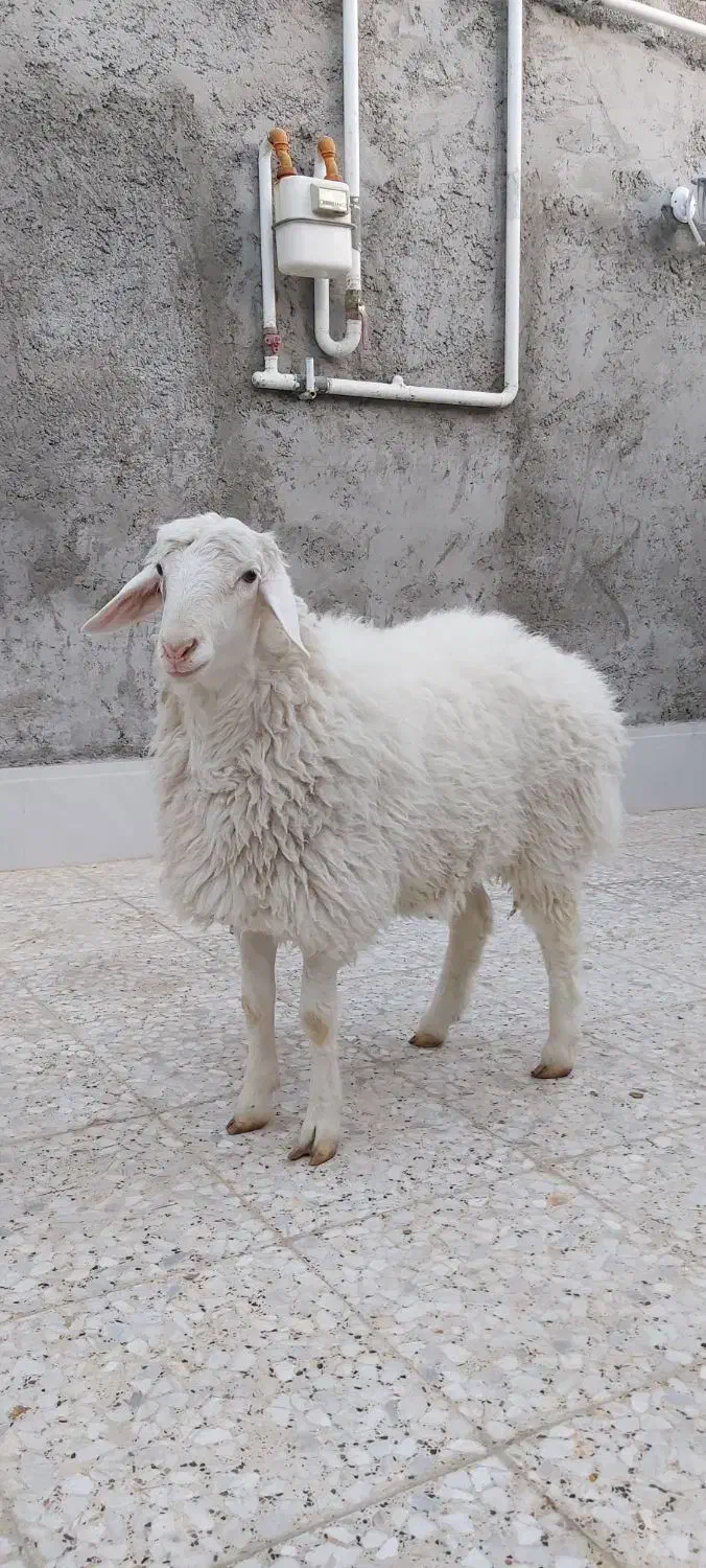 بره نر گوسفند|حیوانات مزرعه|زاهدان, |دیوار