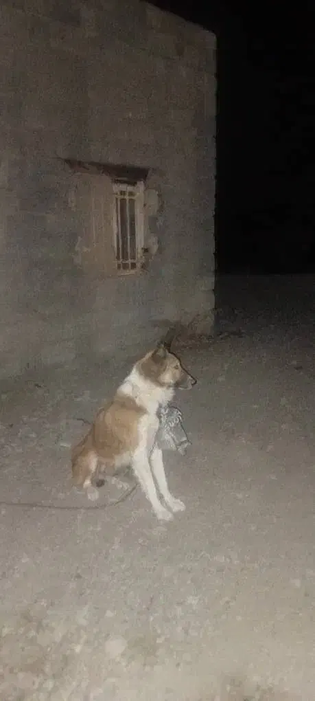 قیمت 5تومن|سگ|رودخانه, |دیوار