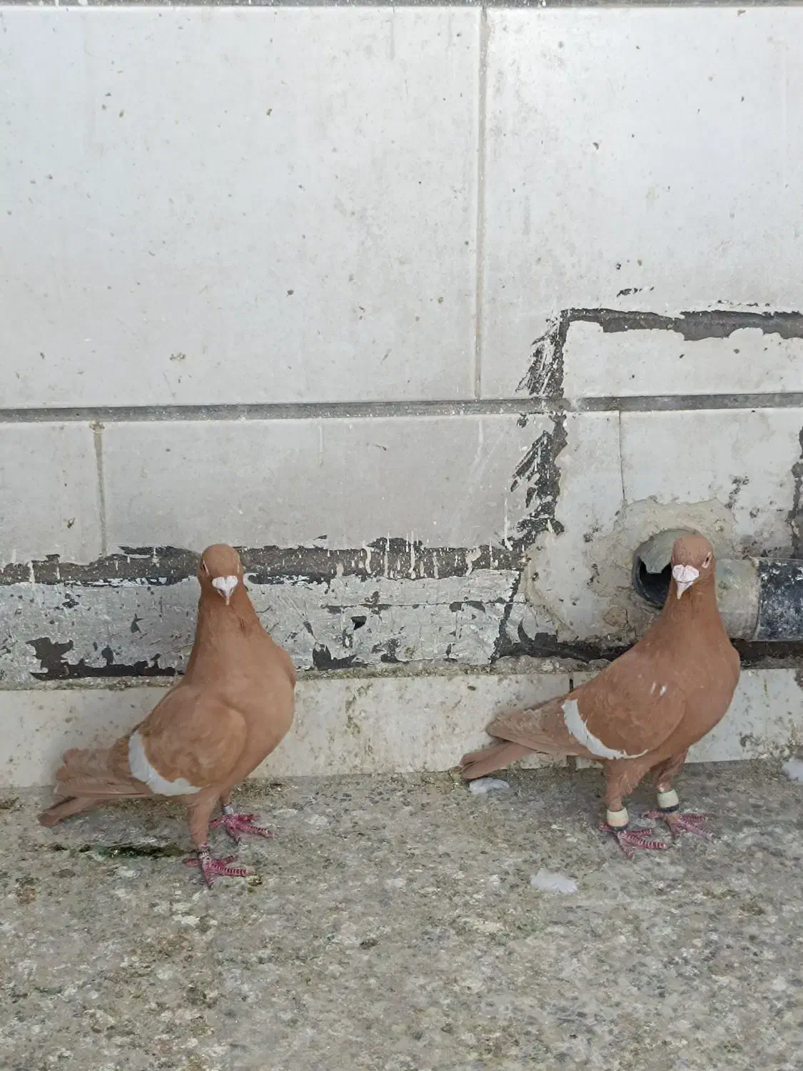 سرک زرد|پرنده|شیراز, گویم|دیوار