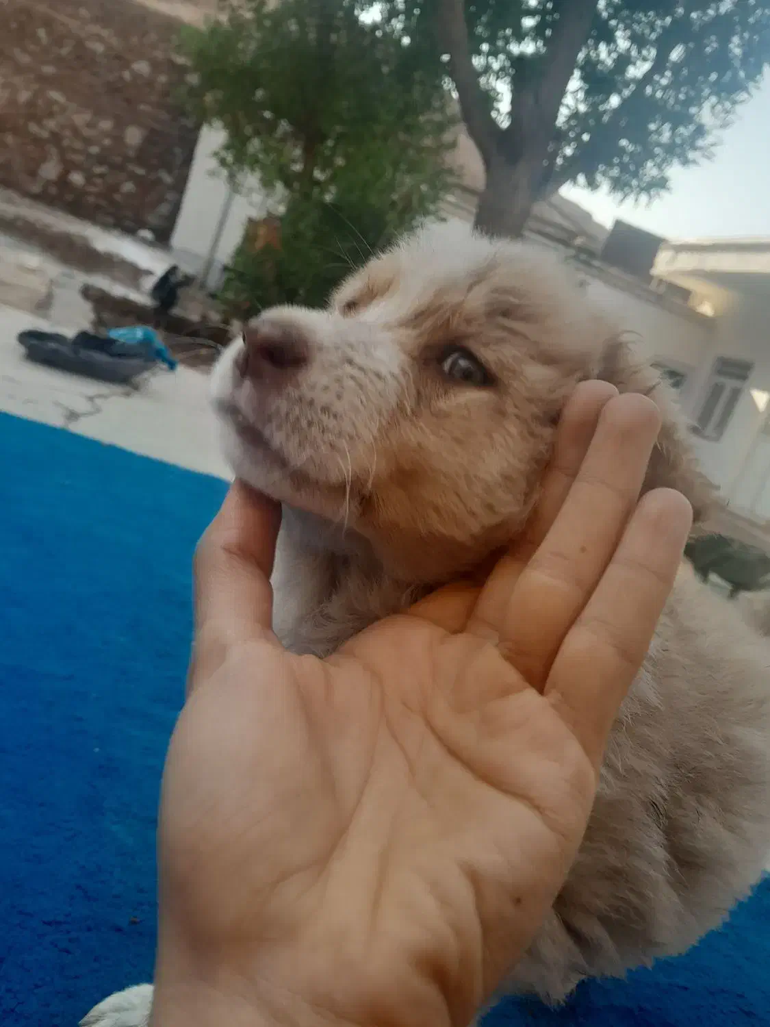 توله قدرجونی|سگ|مسجد سلیمان, |دیوار