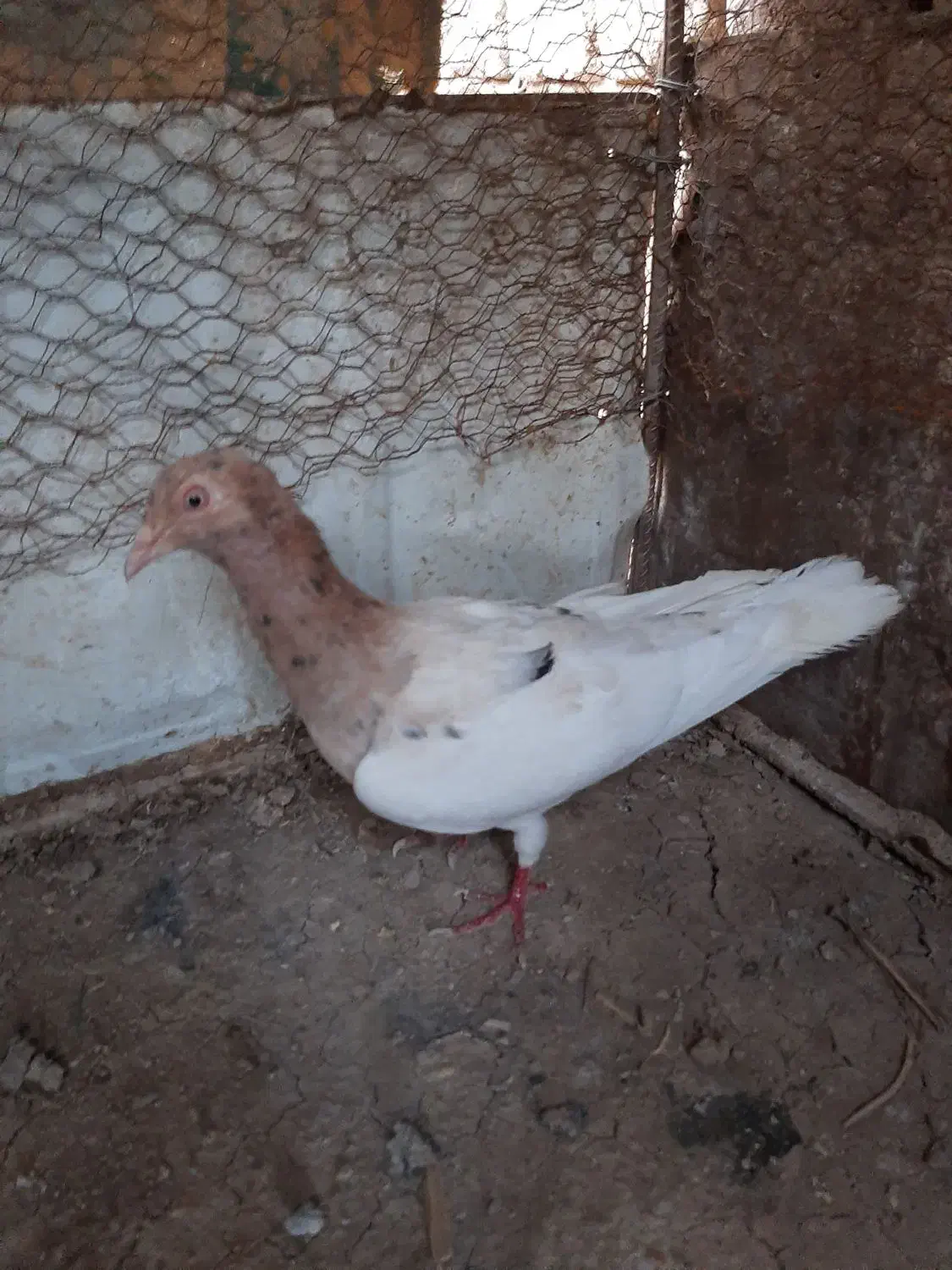 کبوتر|پرنده|قزوین, |دیوار