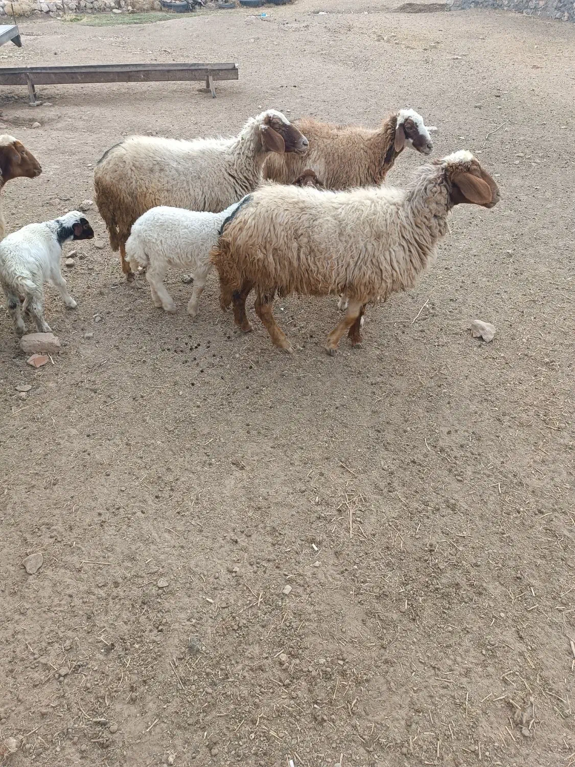 چهار عدد میش و بره|حیوانات مزرعه|ایلام, |دیوار