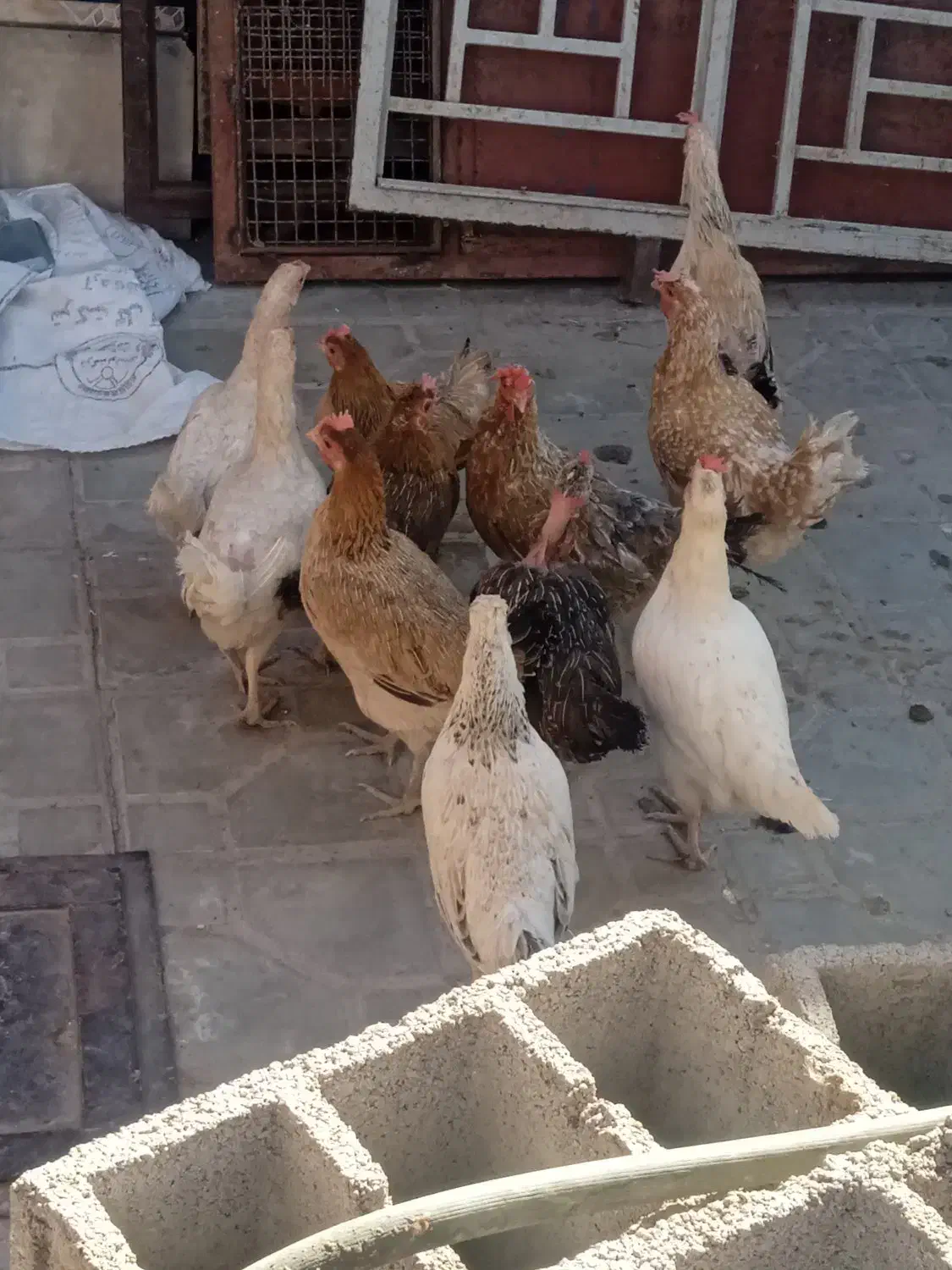 11عددمرغ محلی|موش و خرگوش|نرماشیر, |دیوار