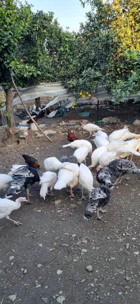 فروش بوقلمون کوچک وبزرگ|حیوانات مزرعه|کلاچای, |دیوار